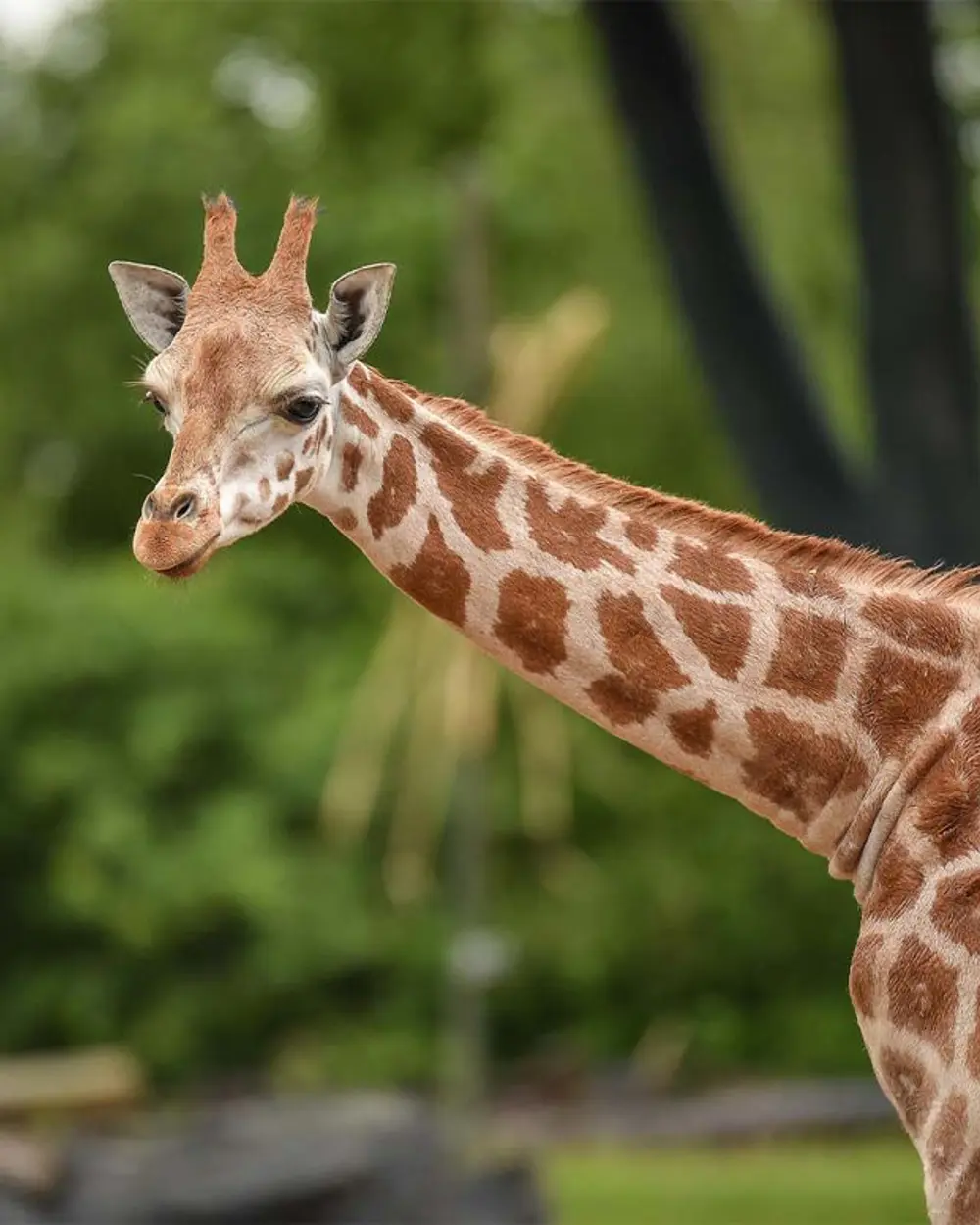 Projekt Chester Zoo wspierany przez Devnate